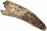 Fossil Spinosaurus Tooth - Real Dinosaur Tooth #310158-1